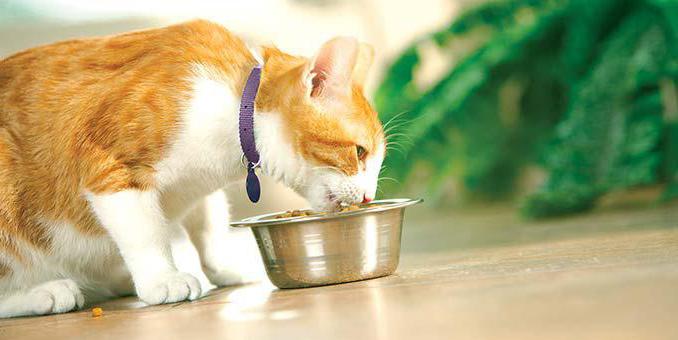 phytoelite for cats and dogs healthy kidneys 