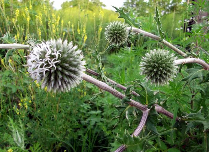 Milk thistle: benefit and harm. Milk thistle in tablets: reviews