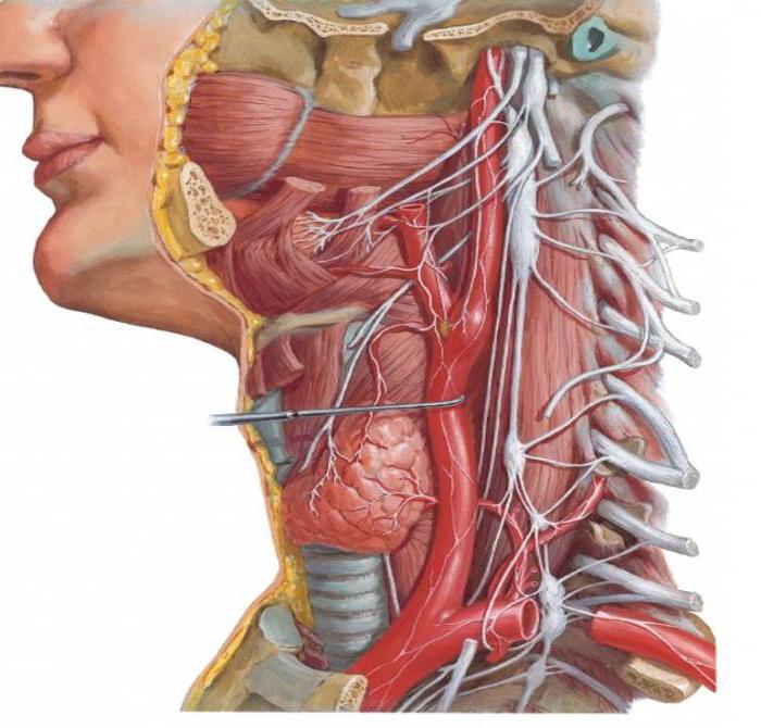 sympathetic trunk topography