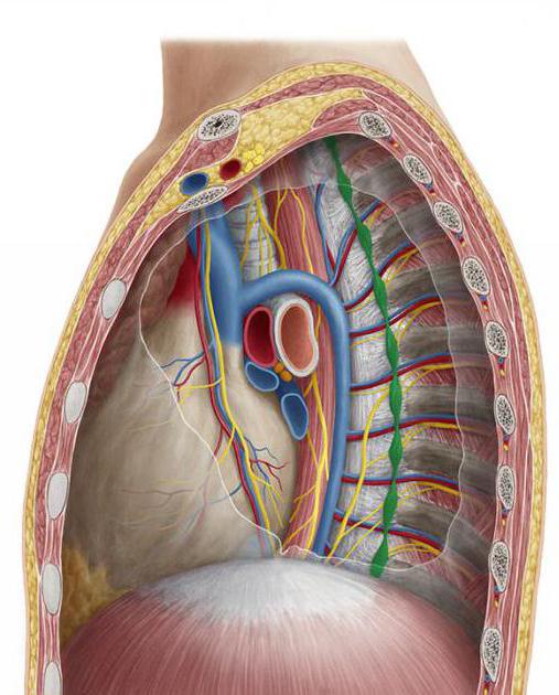 thoracic sympathetic trunk