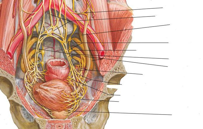 sympathetic anatomy