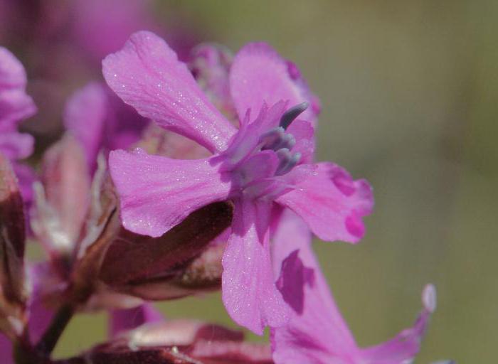 Smolka vulgaris - useful properties and application in folk medicine