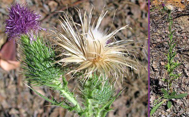 Grass thistle: its properties and application, contraindications, photo