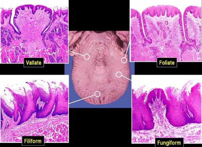 papillae in the tongue